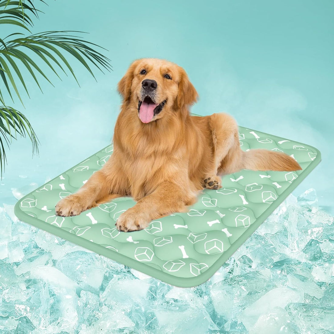 How to Keep Your Dog Cool in an Australian Summer